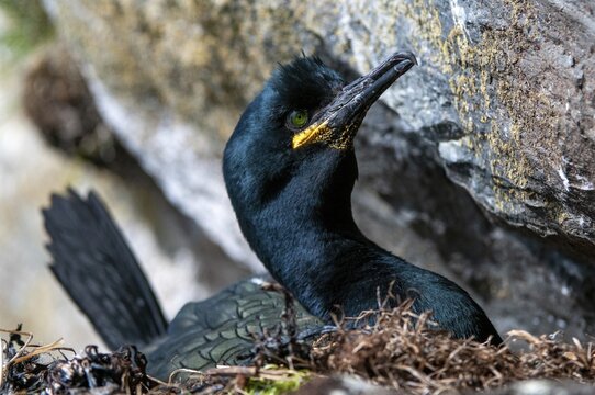 Common Shag, European Shag, Gulosus Aristotelis, Crow Shard, Norway, Phalacrocorax Aristotelis, Varanger, Birds, Breed, Brut, Nest, Pelecaniformes, Ropedes, Birds, Waterbirds