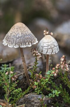 Fertiliser, Panaeolus castaneifolius, Panaeolus olivaceus, dotted spored fertiliser, dung, fungi, fungus, high size, portrait format, horses, droppings, manure, horses, horse manure, mushrooms