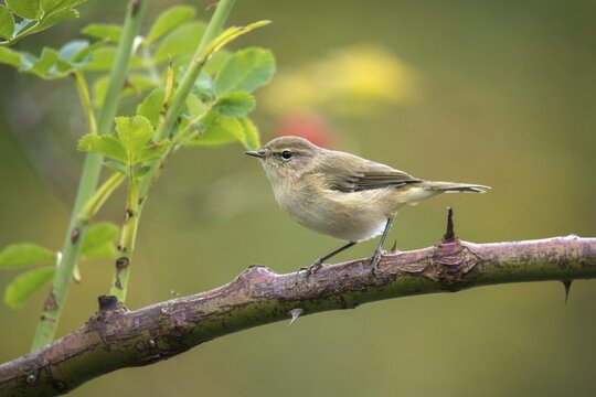 Willow Warbler leaf warbler, phylloscopus trochilus, willow warbler, birds, passeri, songbirds, birds
