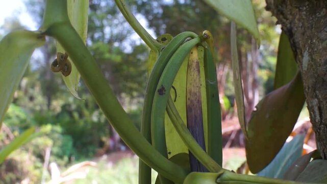Vanilla pods that are ripe and ready for harvest.