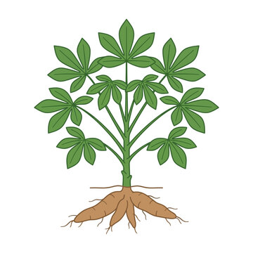 Cassava Plant Vector Illustration with Green Leaves and Tuberous Roots Isolated on White