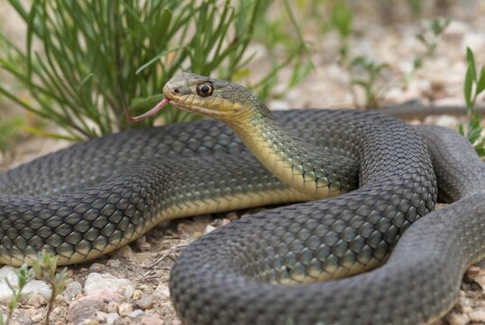 Eastern Montpellier snake, Malpolon insignitus, Montpellier snake, Bulgaria, critters, reptilia, reptiles, snakes, snakes, eastern lizard snake