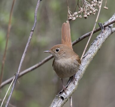 Luscinia megarhynchos, nightingale, birds, high size, portrait format, passeri, songbirds, songbirds, birds