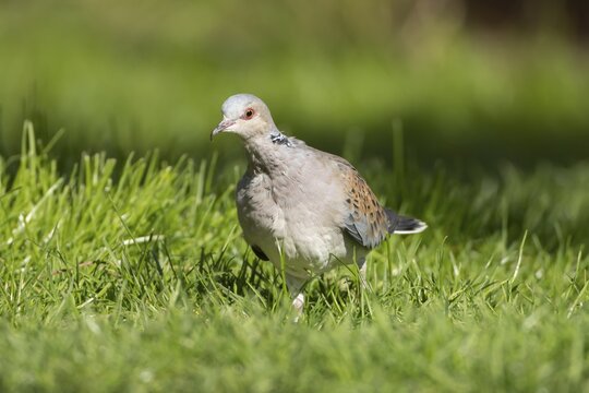 European turtle dove (Streptopelia turtur) adult bird in grassland, England, United Kingdom