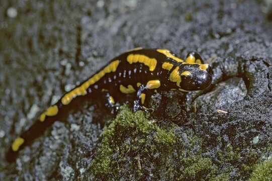 Fire salamanders, fire salamanders, salamandra salamandra, amphibians, amphibians, caudata, amphibians, tail amphibians