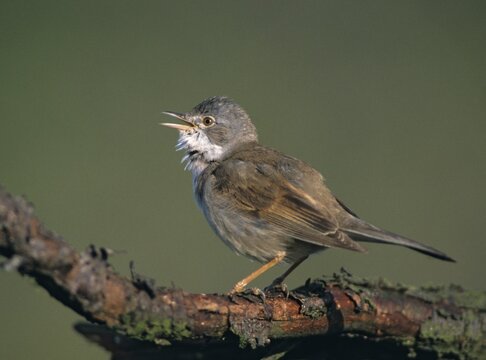 Warbler, Sylvia Communis, Whitethroat, Birds, Song, Male, Passeri, Singing, Songbirds, Birds