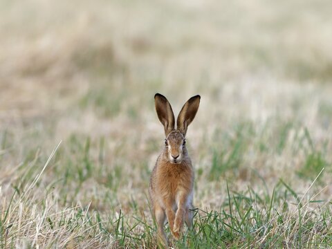 A brown hare (Lepus europaeus) runs towards the photographer across a meadow, Solms, Hesse, Germany