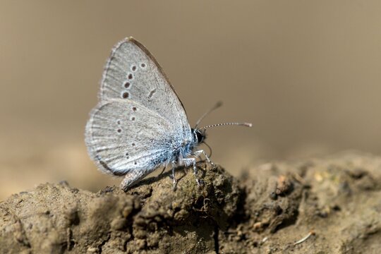 Cupid minimus, little blue, blue, butterfly, insects, butterfly, butterflies, butterflies