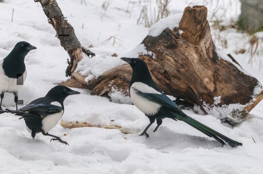 Magpie, pica pica, birds, corvidae family of birds, passeri, corvids, snow, songbirds, songbirds, birds, winter