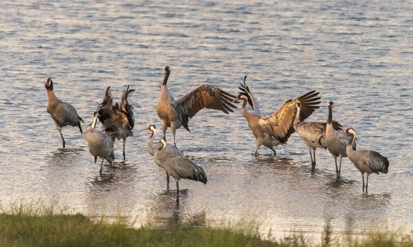 Crane, grus grus, crane, birds, gruidae, gruiformes, crane birds, sleeping community, sleeping place, waitbirds, birds