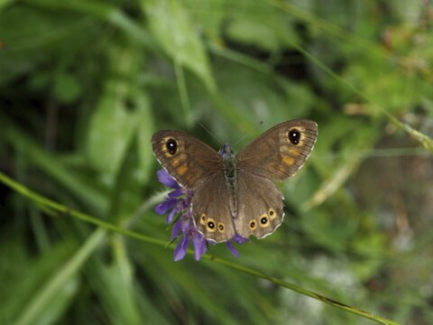 A brown-eyed hawk-moth (Lasiommata maera) spreads its wings on a purple flower, Goms, Canton of Valais, Switzerland