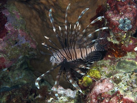 A Pacific red lionfish (Pterois volitans) with distinctive fins swims through a colourful reef, dive site Spice Reef, Penyapangan, Bali, Indonesia