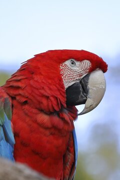 Red-and-green macaw (Ara chloroptera), animal portrait, captive, Hesse, Germany