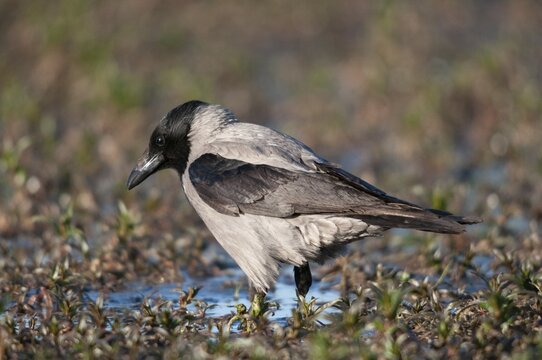 Corvus cornix, hooded crow, misty crow, bath, birds, corvidae family of birds, passeri, corvids, songbirds, watering place