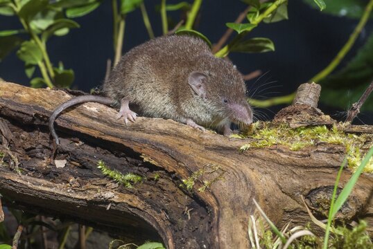 Crocidura Russula, Greater White-Toothed Shrew, House Shrew, Insectivora, Insectivora, Mammals, Shrew, Mammals