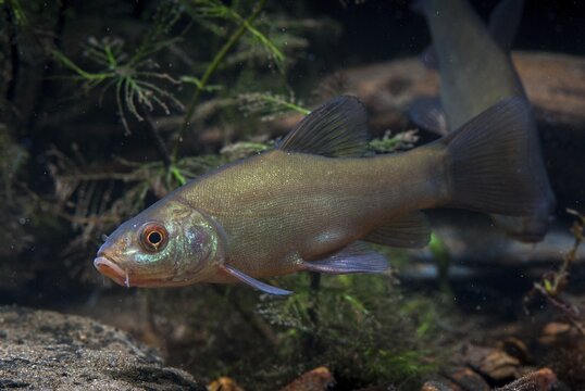 Schleie, Tench, Tinca Tinca, Doctor Fish, Fishes, Pisces