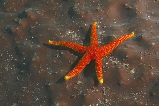 Orange starfish (Austrofromia schultzei), Aliwal Shoal dive site, Umkomaas, KwaZulu Natal, South Africa