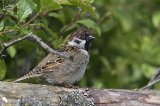 Castor bean tick, tree sparrow, common wooden buck, wooden buck, ixodes ricinus, ixodida, passer montanus, sparrow, tree sparrow, ticks, birds, passeri, songbirds, sparrow, sparrow, sparrow, sparrow, sparrow, birds
