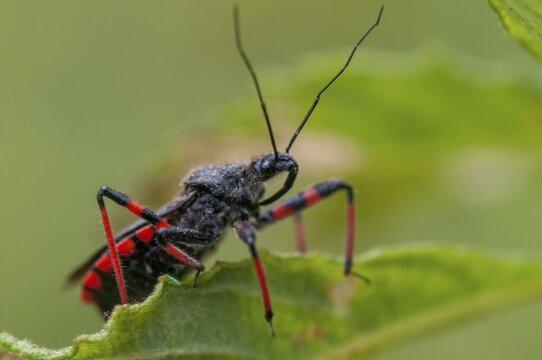 Ringed murder bug, heteroptera, murder bug, red-banded assassin bug, reduviidae, rhinocoris annulatus, rhynocoris annulatus, insects, predatory bugs, bedbugs