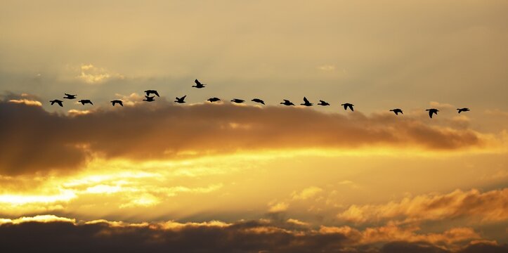 Barnacle Geese (Branta leucopsis) also White-fronted Geese flying in dramatic luminous evening sky just in front of sunset, Elbmarschen, Haseldorf, Schleswig-Holstein, Germany