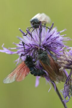 Beaver ram, blood droplet burnet, thyme ram, zygaena minos, blood droplets, butterfly, couple, high size, portrait format, insects, copula, mating, moths, moths, moth, couple, mating, butterfly, ram