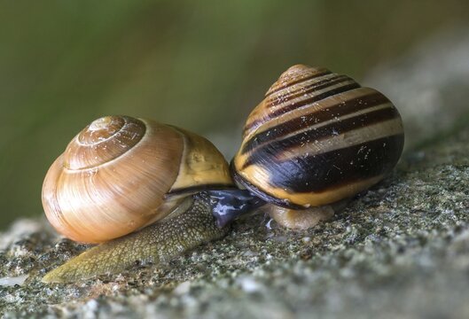 Banded snails, cepaea, cepaea nemoralis, grove snail, hornsnail, helicidae, snails, black-mouthed banded snail, gastropoda, copula, mollusca, molluscs, mating, snails, snails, molluscs
