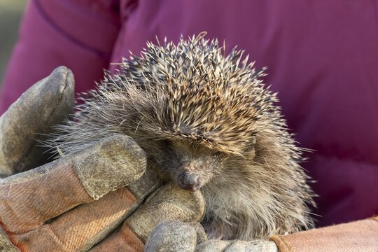 European hedgehog (Erinaceus europaeus) adult animal being held by a person, England, United Kingdom