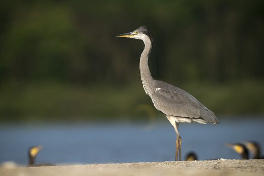Ardea cinerea, heron, gray heron, birds, ciconiiformes, herons, walking birds, wading birds, birds