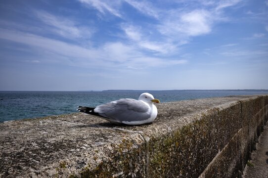 A herring gull (Larus argentatus) perched on a quay wall, harbour, St Ives, Cornwall, England, Great Britain, United Kingdom