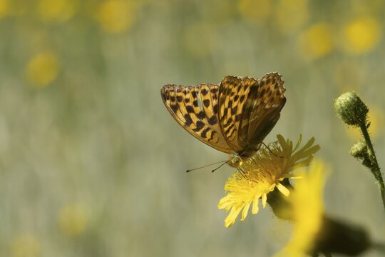 Silver-washed fritillary butterfly (Argynnis paphia) adult insect feeding on a Hawksbit flower in summer, Suffolk, England, United Kingdom