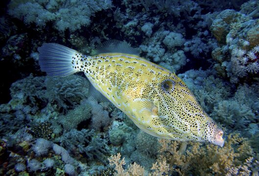 Scrawled filefish (Aluterus scriptus), Daedalus Reef dive site, Egypt, Red Sea