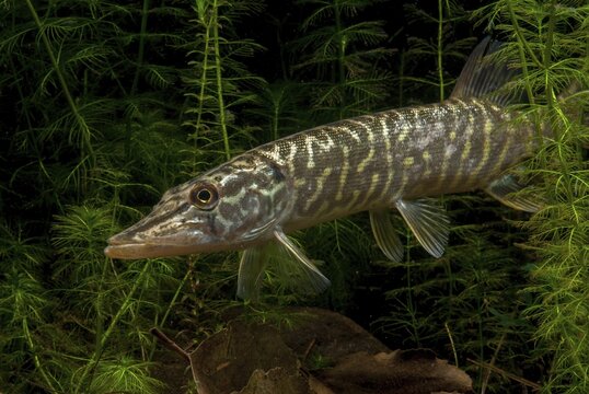 Esox Lucius, pike, pike, predatory fish, fishes, northern pike, pisces
