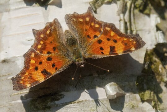 C-butterfly, comma butterfly, nymphalis c-album, polygonia c-album, butterfly, insects, butterfly, butterflies