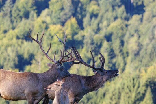 Two Altai maral stags (Cervus canadensis sibiricus) stand side by side in the early morning light on a green meadow. Two tongues out. Southern Siberia, northwestern Mongolia, northern Xinjiang province of China