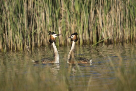 Granelli, Great Crested Grebe, Italy, Pantano Cuba Lagoon, Pantani Cuba and Longarini, Podiceps Cristatus, Migratory Bird Sanctuary, Pantani Cuba & Longarini Migratory Bird Sanctuary, Courtship, Birds, Grebe, Italy, Grebe, Podicipedidae, Sicily, Foundation for Biodiversity, Divers, Birds, Waterbirds, Waterbirds