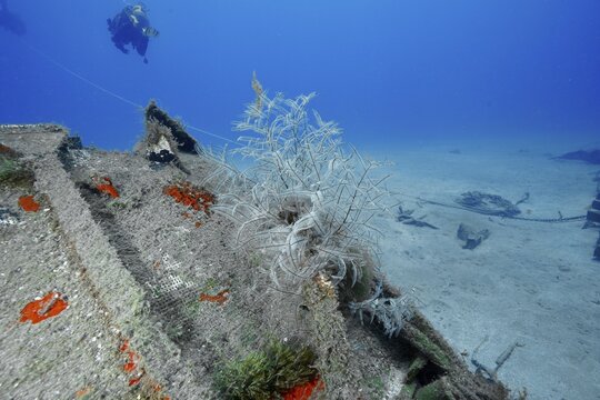 Philippine fern (Macrorhynchia philippina), cnidarian, on an underwater wreck, dive site: the Meteor wreck, a Russian hydrofoil, Arguinegu&iacute;n, Gran Canaria, Spain, Europe, Atlantic Ocean