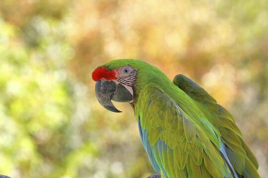 Great green macaw (Ara ambigua), animal portrait, captive, Hesse, Germany