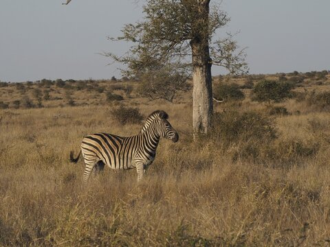 A single Burchell's zebra (Equus quagga burchellii) stands next to a tree in a wide grassy landscape, Kruger National Park, South Africa
