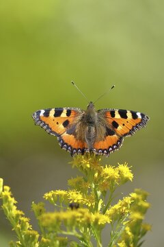 Small tortoiseshell (Aglais urticae), on a goldenrod (Solidago) flower, Wilden, North Rhine-Westphalia, Germany