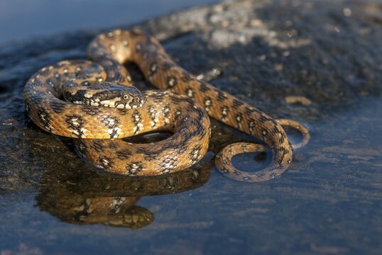 Natrix Maura, viperine snake, viper snake, critters, extremadura, reptilia, reptiles, snakes, snakes, Spain