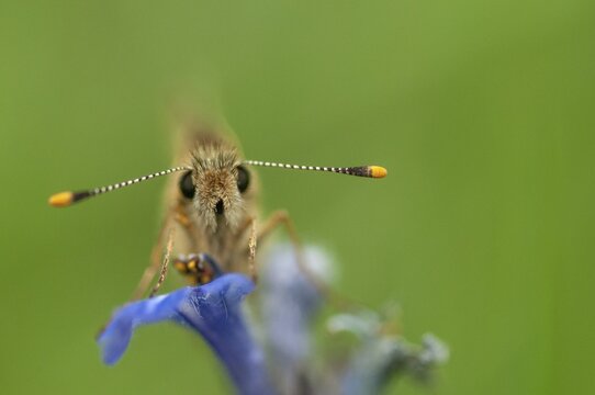 Colorful bighead, carterocephalus palaemon, chequered skipper, yellow cube thighead, butterfly, insects, butterfly, butterflies, butterflies