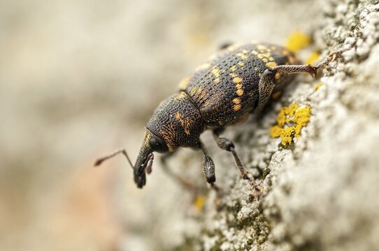 Curculionidae, spruce weevils, large brown weevils, Hylobius abietis, large pine weevil, weevils, Sweden, Beetle, Coleoptera, insects, beetles, pine weevil, Sweden, &Ouml;land