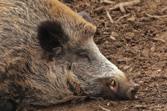 Wild boar (Sus scrofa) wild boar, animal portrait, captive, Hesse, Germany