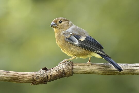 Eurasian bullfinch (Pyrrhula pyrrhula), young bird on a branch, Wilden, North Rhine-Westphalia, Germany