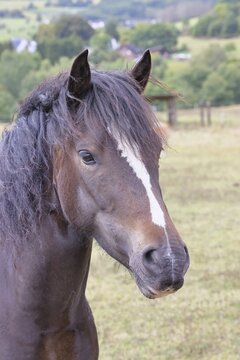 Shetland pony (Equus caballus) stallion in the paddock, North Rhine-Westphalia, Germany