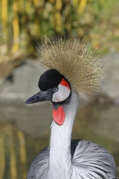 Black crowned crane (Balearica pavonina), animal portrait, captive, Herborn-Uckersdorf Zoo, Hesse, Germany