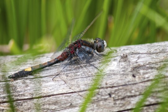 Large moss maiden, large white-faced darter, leucorrhinia pectoralis, yellow-spotted whiteface, anisoptera, damselflies, dragonflies, insects, dragonflies, males, odonata