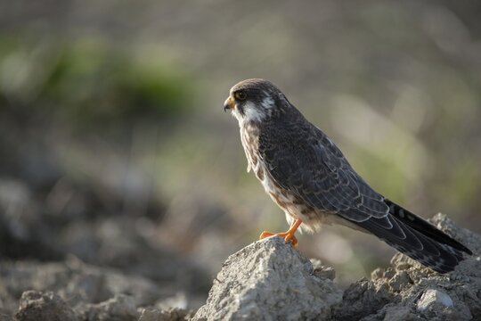 Falco vespertinus, red-footed falcon, red-footed falcon, birds, falconiformes, falcons, birds of prey, raptors, birds