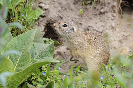 A fully grown ground squirrel (Spermophilus citellus) stands in front of its burrow on a hillside on a cloudy day. Austria