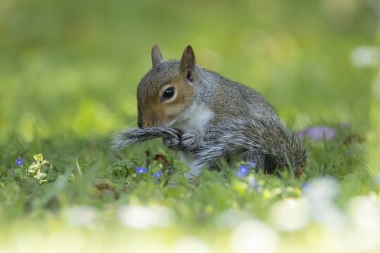 Grey squirrel (Sciurus carolinensis) adult animal washing its tail on a garden grass lawn, England, United Kingdom